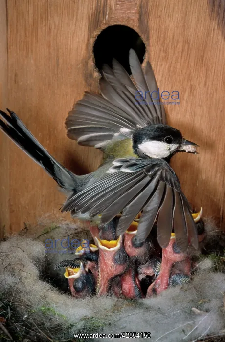 : Great tit - entering nestbox with food for chicks : Great tit - entering nestbox with food for chicks