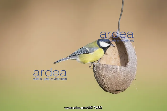 : Great Tit feeder : Great Tit feeder