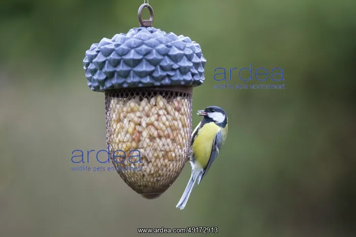 : Great Tit feeder : Great Tit feeder