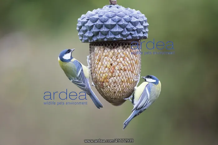 : Great Tit feeder : Great Tit feeder