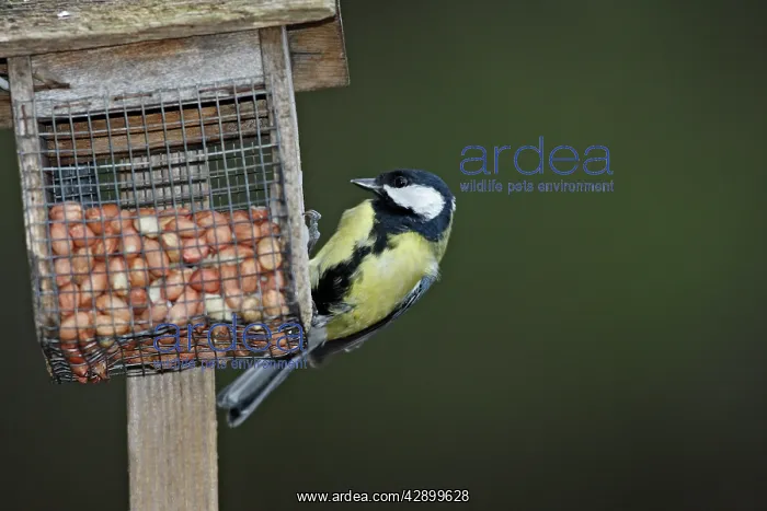 : Great Tit at the feeding station : Great Tit at the feeding station