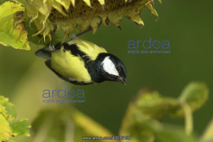 : Great Tit feeding on sunflower seeds (Helianthus : Great Tit feeding on sunflower seeds (Helianthus