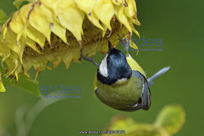 : Great Tit feeding on sunflower seeds (Helianthus : Great Tit feeding on sunflower seeds (Helianthus