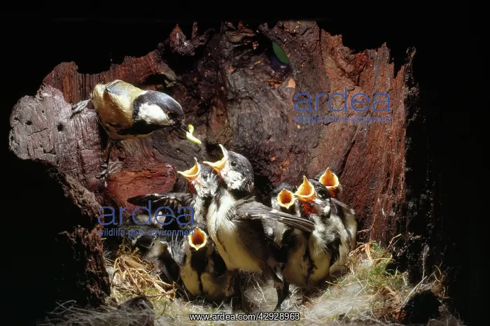 : GREAT TIT - Feeding well-feathered young : GREAT TIT - Feeding well-feathered young