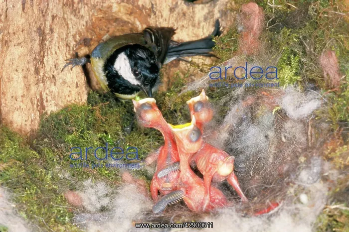 : Great Tit - feeding young : Great Tit - feeding young