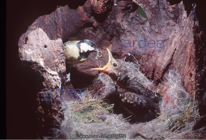 : Great TIT - feeds blackbird chick : Great TIT - feeds blackbird chick