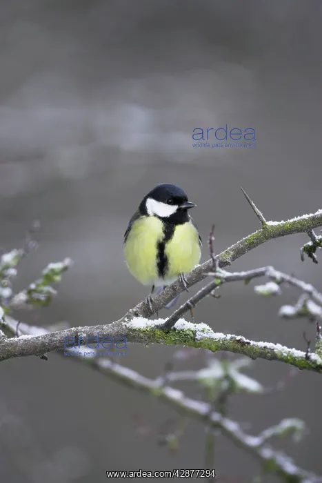 : Great Tit - Female perched in frost covered hawthorn : Great Tit - Female perched in frost covered hawthorn