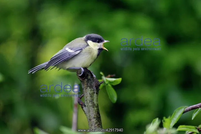 : Great Tit - fledgling begging for food : Great Tit - fledgling begging for food