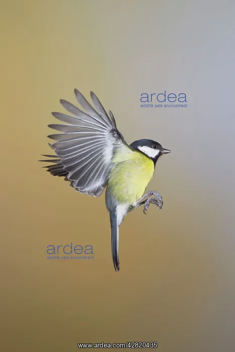 : Great Tit - in flight : Great Tit - in flight