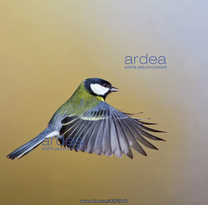 : Great Tit - in flight : Great Tit - in flight
