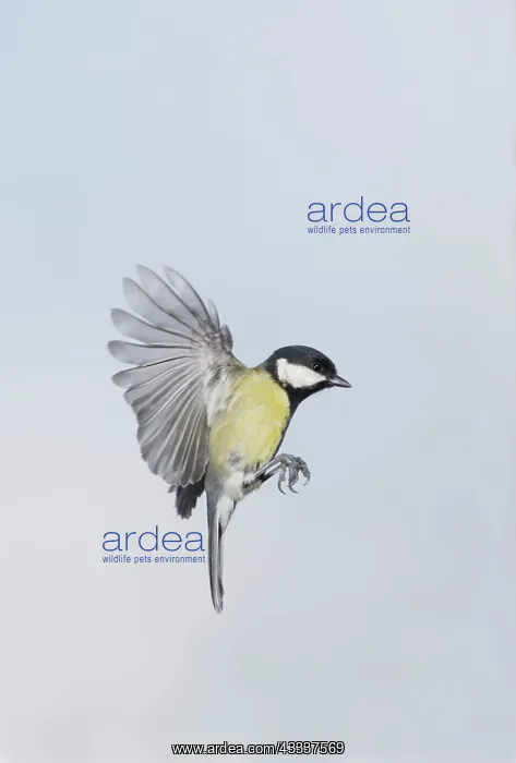 : Great Tit - in flight : Great Tit - in flight