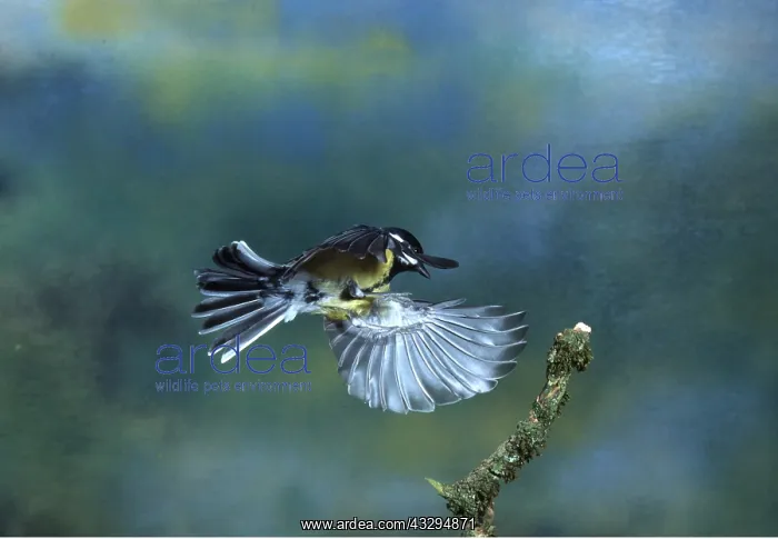 : GREAT TIT - in flight, about to land : GREAT TIT - in flight, about to land