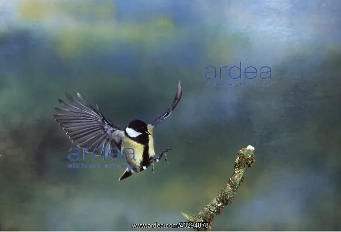  : GREAT TIT- in flight, about to land