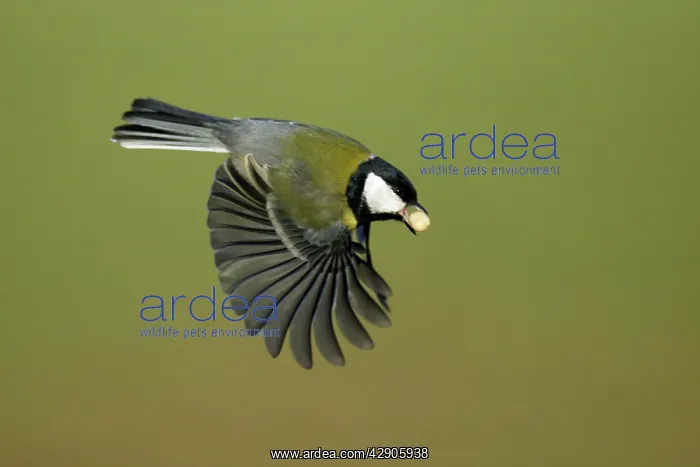 : Great Tit - In flight with peanut in bill : Great Tit - In flight with peanut in bill