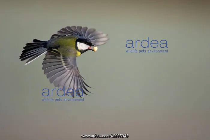 : Great Tit - In flight with peanut in bill : Great Tit - In flight with peanut in bill