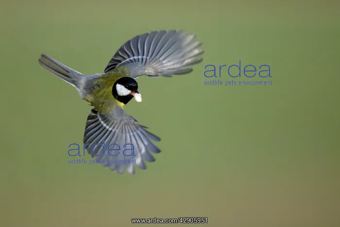 : Great Tit - In flight with peanut in bill : Great Tit - In flight with peanut in bill
