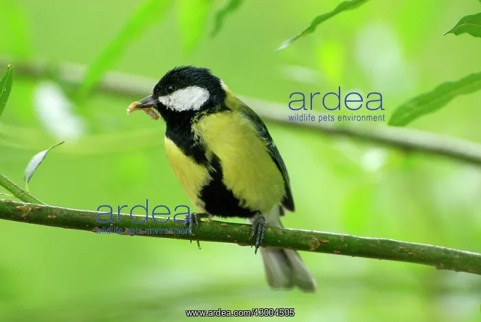 : Great Tit with food grubs in beak : Great Tit with food grubs in beak