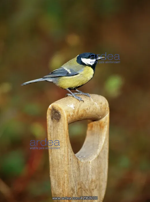 : Great Tit - on fork handle : Great Tit - on fork handle