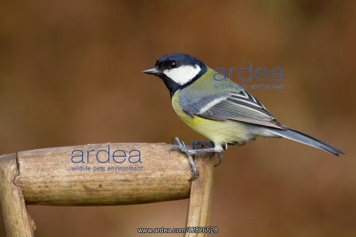 : Great Tit - on garden fork : Great Tit - on garden fork