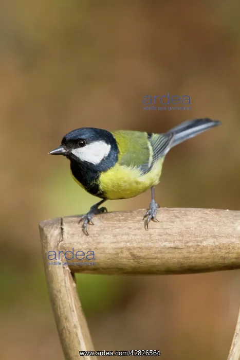 : Great Tit - on garden fork : Great Tit - on garden fork
