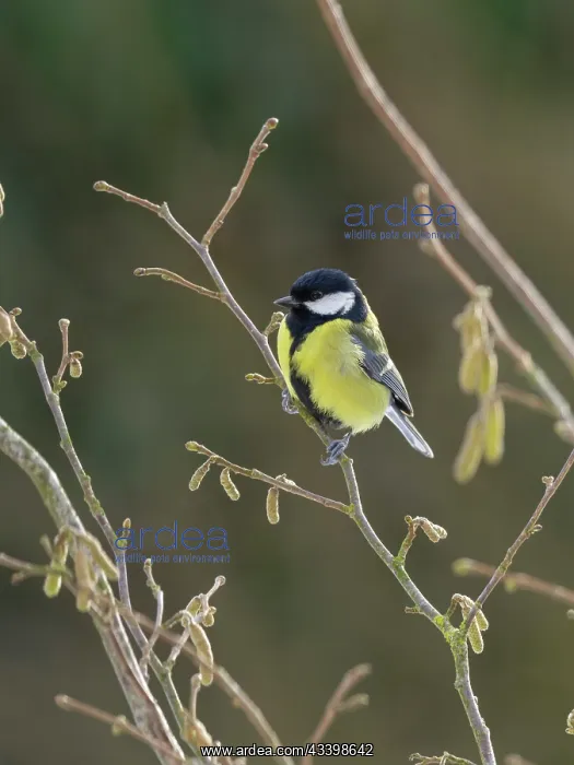 : Great Tit on hazel catkins : Great Tit on hazel catkins