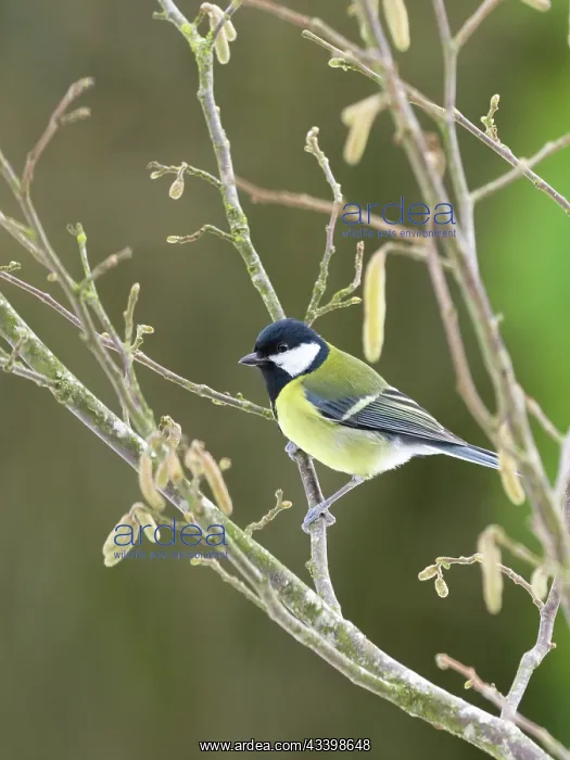 : Great Tit on hazel catkins : Great Tit on hazel catkins