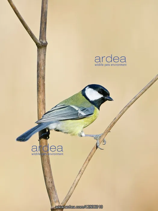 : Great Tit - Holding on to a dry plant stem : Great Tit - Holding on to a dry plant stem