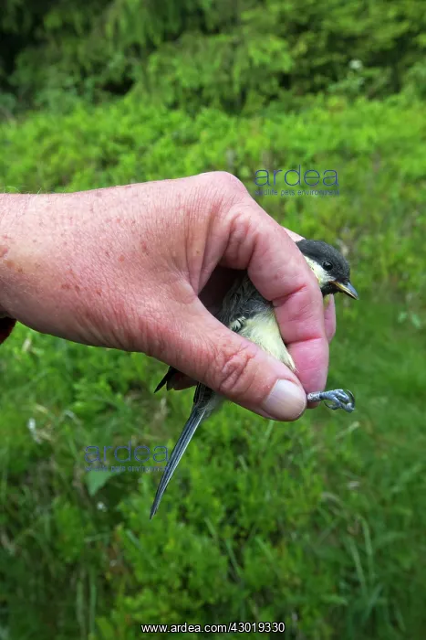 : Great Tit immature ringing the birds with : Great Tit immature ringing the birds with