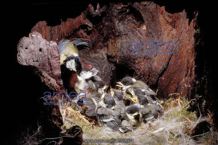  : Great Tit - inside nest hole - removing fecal sac