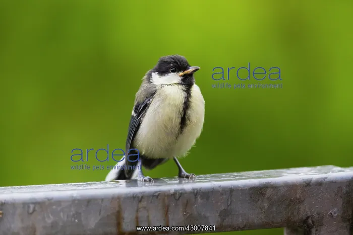 : Great Tit, juvenile bird sitting on fence with tick : Great Tit, juvenile bird sitting on fence with tick
