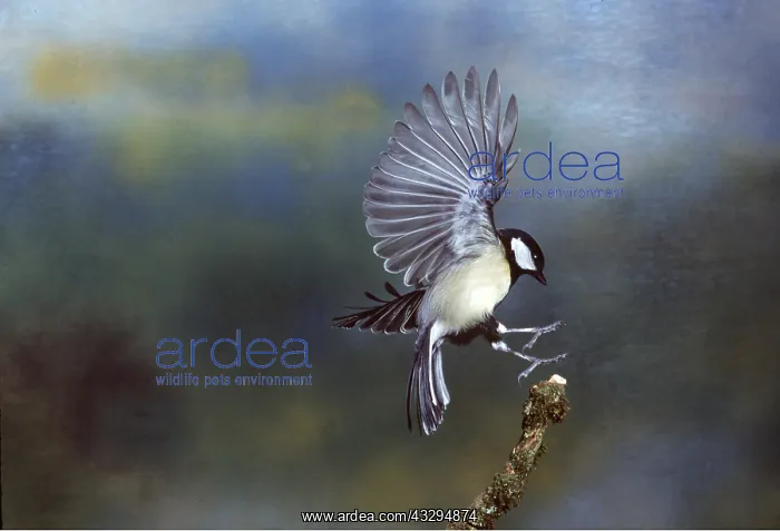 : GREAT TIT - landing on branch : GREAT TIT - landing on branch