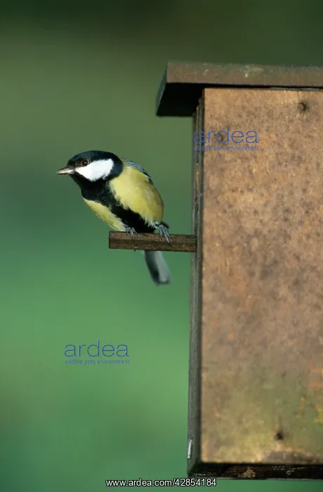 : Great Tit - leaving nestbox : Great Tit - leaving nestbox
