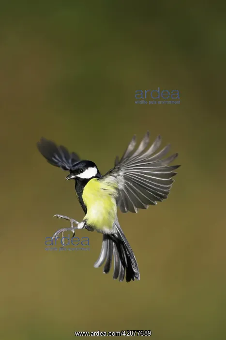 : Great Tit - Male in-flight about to alight on a bird feeder : Great Tit - Male in-flight about to alight on a bird feeder