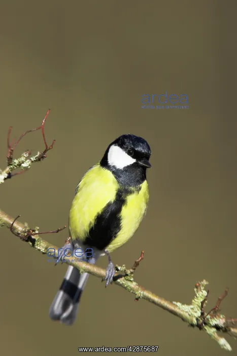 : Great Tit - Male perched in hawthorne : Great Tit - Male perched in hawthorne