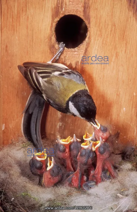 : Great TIT - at nest with chicks : Great TIT - at nest with chicks
