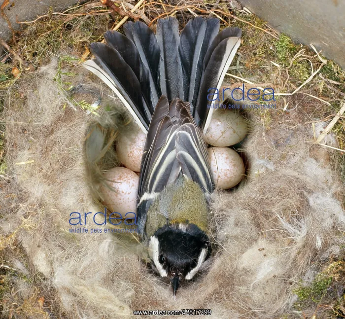 : Great Tit - on nest & eggs : Great Tit - on nest & eggs