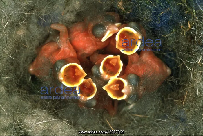 : Great Tit - six new-born chicks in nest, beaks open : Great Tit - six new-born chicks in nest, beaks open