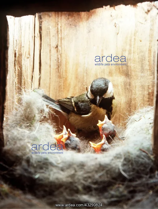 : GREAT TIT - in nextbox with chicks : GREAT TIT - in nextbox with chicks