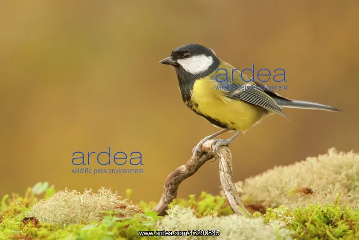  : Great Tit (Parus major) adult, perched on fallen