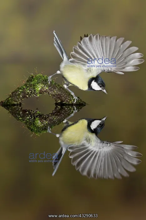 : Great Tit (Parus major) adult, with wings raised : Great Tit (Parus major) adult, with wings raised
