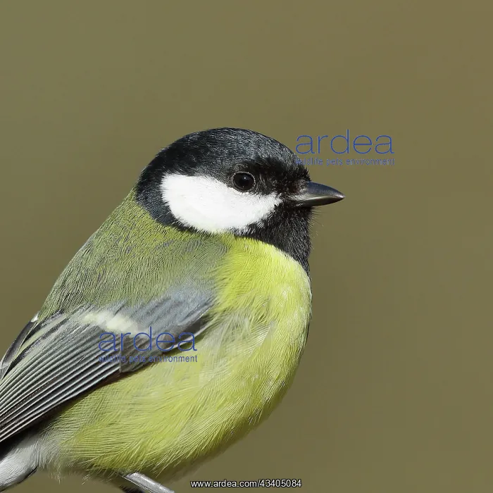 : Great tit (Parus major), animal portrait, Wilden : Great tit (Parus major), animal portrait, Wilden
