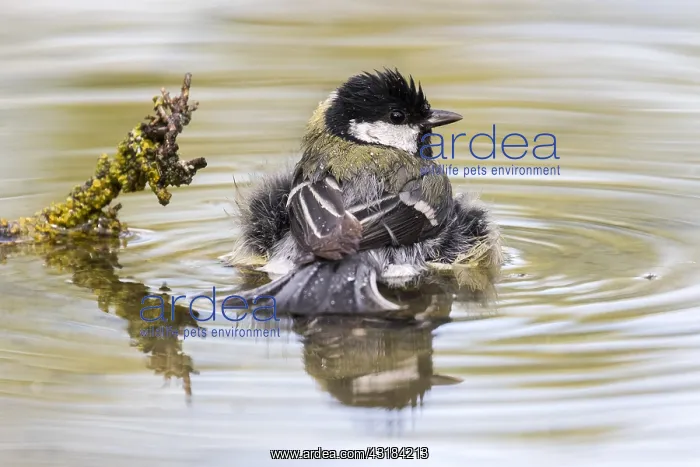 : Great Tit (Parus major) bathing, Madrid, Spain : Great Tit (Parus major) bathing, Madrid, Spain