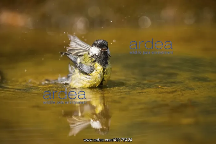 : Great Tit (Parus major) bathing in a water pool : Great Tit (Parus major) bathing in a water pool