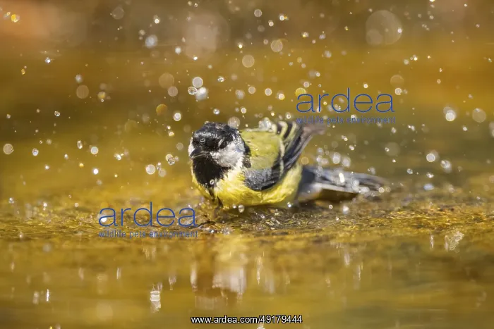 : Great Tit (Parus major) bathing in a water pool : Great Tit (Parus major) bathing in a water pool