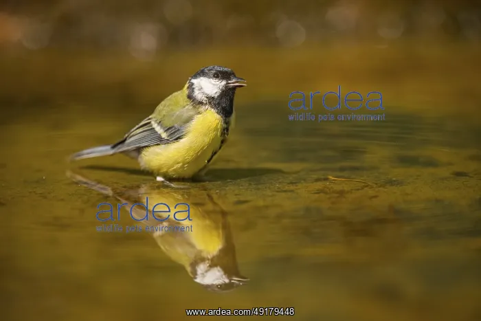 : Great Tit (Parus major) bathing in a water pool : Great Tit (Parus major) bathing in a water pool
