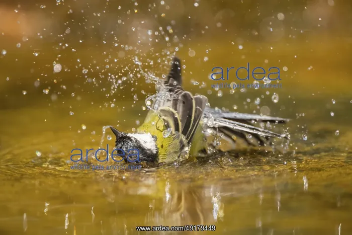 : Great Tit (Parus major) bathing in a water pool : Great Tit (Parus major) bathing in a water pool