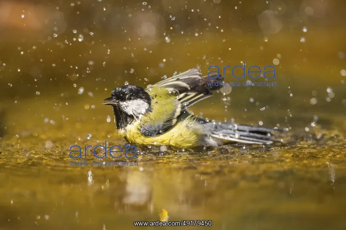 : Great Tit (Parus major) bathing in a water pool : Great Tit (Parus major) bathing in a water pool