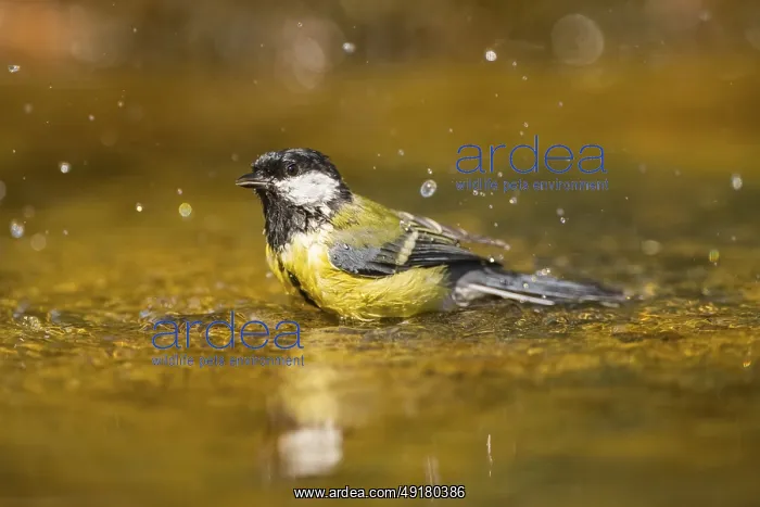 : Great Tit (Parus major) bathing in a water pool : Great Tit (Parus major) bathing in a water pool