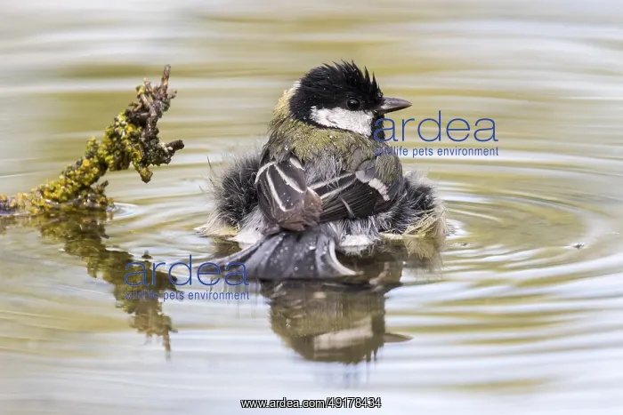 : Great Tit (Parus major) bathing at a waterhole