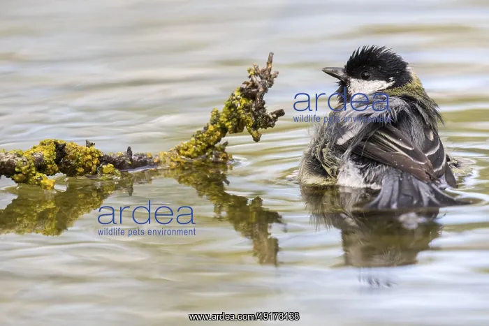 : Great Tit (Parus major) bathing at a waterhole : Great Tit (Parus major) bathing at a waterhole